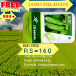 JK Seeds 8031 Brinjal Organic farming Flixhob Vegetable Seeds