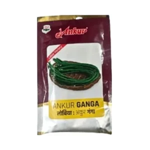 Ankur Ganga Lobia Cowpea Beans Seeds