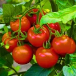 Flixhop Best F1 Hybrid Tomato Seeds Organic Vegetable Seeds (129 Pis)