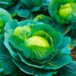 Flixhop F1 Hybrid Cabbage Seeds Organic Vegetable Seeds (129 Pis)