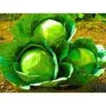 Flixhop Sonali 210 F1 Hybrid Cabbage Seeds Organic Vegetable Seeds (129 Pis)