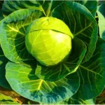 Flixhop Nikita 99 F1 Hybrid Cabbage Seeds Organic Vegetable Seeds (129 Pis)