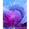 Rupa 207 F1 Hybrid Cabbage Seeds (129 Pis)