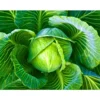 Abhi 175 F1 Hybrid Cabbage Seeds (129 Pis)