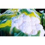 Pooja F1 Hybrid Cauliflower Seeds (129 Pis)