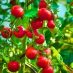 Sonalika F1 Hybrid Tomato Seeds (129 Pis)