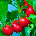 Beauty Queen F1 Hybrid Tomato Seeds (129 Pis)