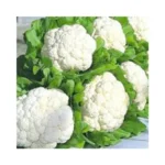 New Jamuna 05 F1 Hybrid Cauliflower Organic Vegetable Seeds (129 Pis)