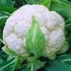 F1 Hybrid Cauliflower Seeds