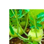 Flixhob Nikita 008 F1 Hybrid kohlrabi Seeds Organic Vegetable Seeds (129 Pis)