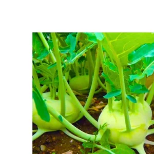 Flixhob Nikita 008 F1 Hybrid kohlrabi Seeds Organic Vegetable Seeds (129 Pis)