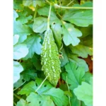 Flixhob Kalinga F1 Hybrid Bitter Gourd Seeds 29 Pis