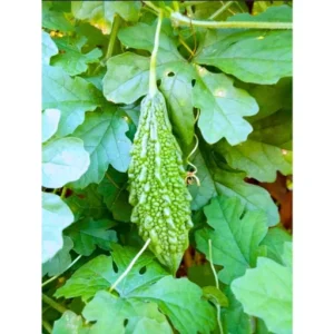 Flixhob Kalinga F1 Hybrid Bitter Gourd Seeds 29 Pis