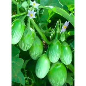 Flixhob Ritu F1 Hybrid Brinjal Seeds 129 Pis