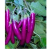 Flixhob Viraj F1 Hybrid Brinjal Seeds 129 Pis