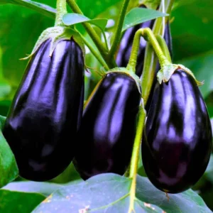 Flixhob Arpita 08 Viraj F1 Hybrid Brinjal Seeds 129 Pis