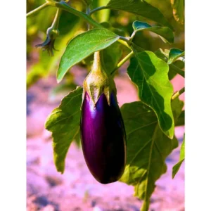 Flixhob Anu F1 Hybrid Brinjal Seeds 129 Pis