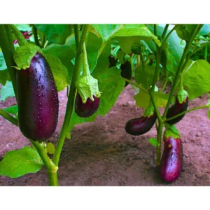 Flixhob Rekha F1 Hybrid Brinjal Seeds 129 Pis