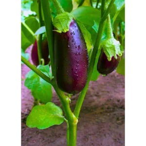 Flixhob Rupali F1 Hybrid Brinjal Seeds 129 Pis