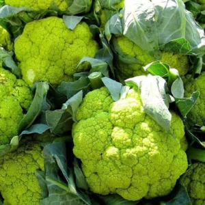 Flixhob Soni F1 Hybrid Broccoli Seeds 129 Pis