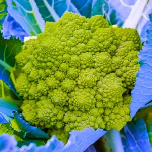 Flixhob Shruti F1 Hybrid Broccoli Seeds 129 Pis