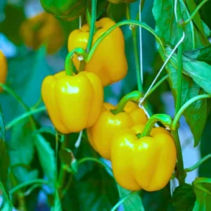 Flixhob Anu F1 Hybrid Capsicum Seeds 129 Pis