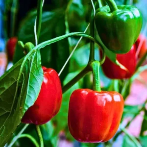 Flixhob Chintu F1 Hybrid Capsicum Seeds 129 Pis