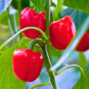 Flixhob Red Queen F1 Hybrid Capsicum Seeds 129 Pis