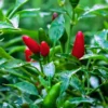 Flixhob Rina F1 Hybrid Chilli Seeds 129 Pis