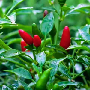 Flixhob Rina F1 Hybrid Chilli Seeds 129 Pis