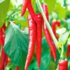 Flixhob Megha F1 Hybrid Chilli Seeds 129 Pis