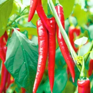 Flixhob Megha F1 Hybrid Chilli Seeds 129 Pis