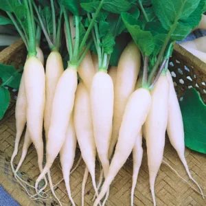 Flixhob Rekha F1 Hybrid Radish Seeds 129 Pis