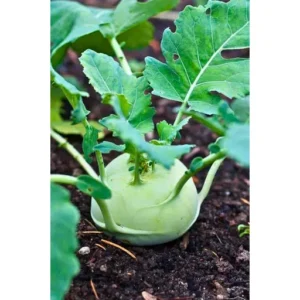 Flixhob Rupa 2530 F1 Hybrid kohlrabi Seeds Organic Vegetable Seeds (129 Pis)