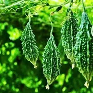 Flixhob F1 Hybrid Bitter Gourd Organic Vegetable Seeds (29 Pis)