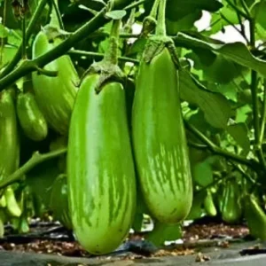 Flixhob Nikita F1 Hybrid Brinjal Seeds Organic Vegetable Seeds (129 Pis)