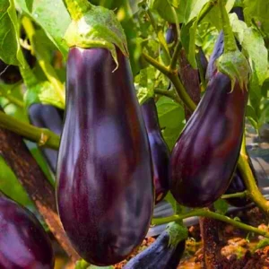 Flixhob Queen Rani 20 F1 Hybrid Brinjal Seeds Organic Vegetable Seeds (129 Pis)