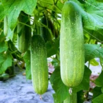 Flixhob Sark F1 Hybrid Cucumber Seeds 129 Pis