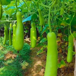 Flixhob Rekha F1 Hybrid Bottel Gourd Seeds 129 Pis