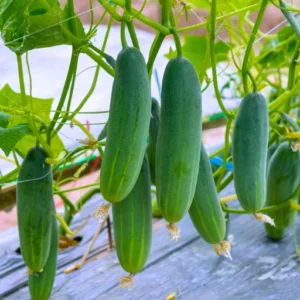 Flixhob M82B F1 Hybrid Cucumber Seeds 129 Pis