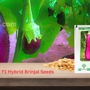 Kalash Manjhi F1 hybrid Brinjal Seeds