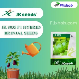 New JK 8035 F1 Hybrid Brinjal Seeds