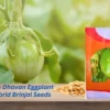 New Vachan Dhavan Eggplant F1 Hybrid Brinjal Organic Vegetable Seeds