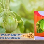 New Vachan Dhavan Eggplant F1 Hybrid Brinjal Organic Vegetable Seeds