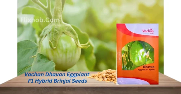 New Vachan Dhavan Eggplant F1 Hybrid Brinjal Organic Vegetable Seeds