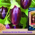 Sreemaa Brinjal Bluestar Organic Vegetable Seeds