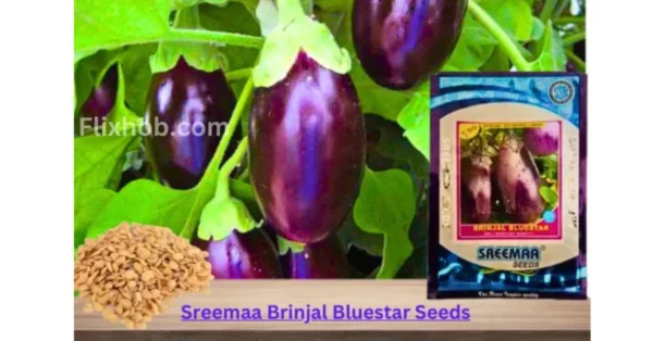 Sreemaa Brinjal Bluestar Organic Vegetable Seeds