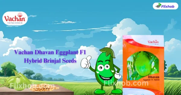 New Vachan Dhavan Eggplant F1 Hybrid Brinjal Vegetable Seeds